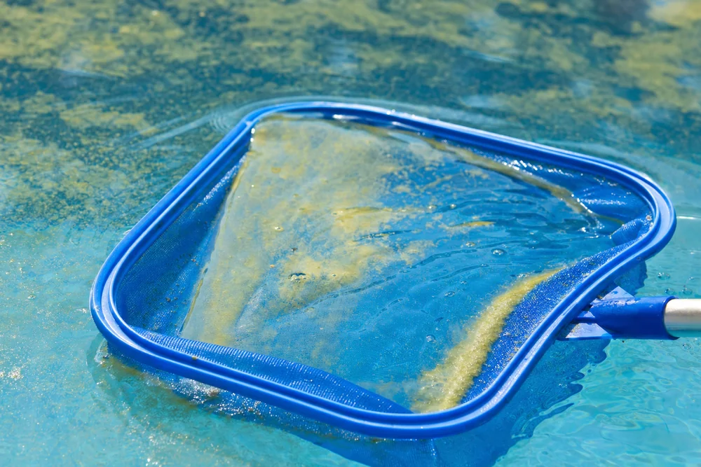 Kescher zieht einen gelblichen Staubfilm von der Wasseroberfläche ab