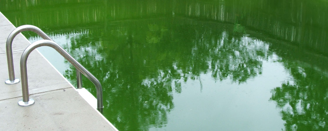 Algen im Pool